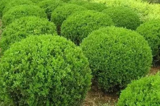 喬、灌木類植物的養(yǎng)護(hù)要點(diǎn)，看看凱蒂分享的這6點(diǎn)！