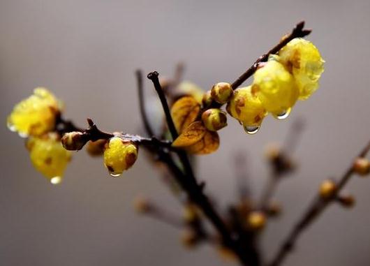 這5種樹木種植在別墅花園中別有一番風(fēng)雅！