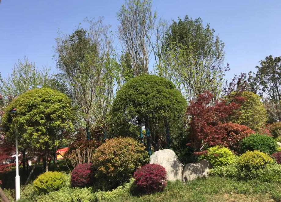 春季氣溫開始回升，襄陽園林綠化公司做好這些養(yǎng)護舉措，苗木來年存活好，長枝快