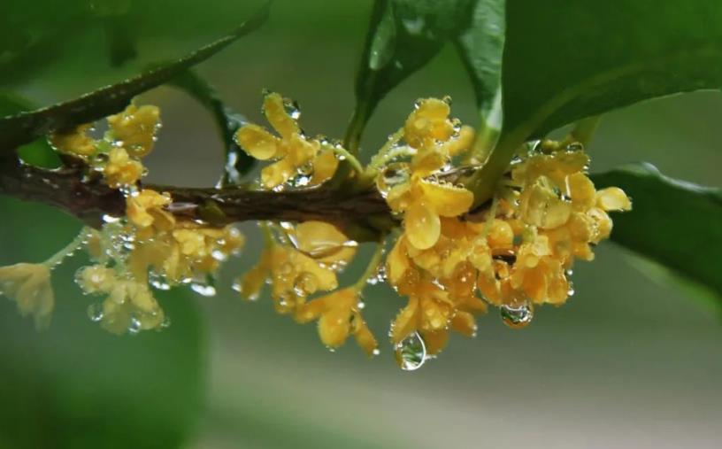 春季桂花移栽修剪有訣竅，襄陽園林綠化公司親傳經(jīng)驗，來年花多枝密長勢好