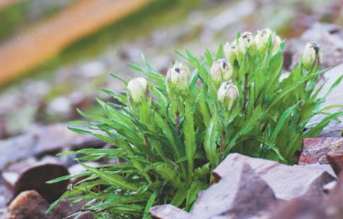 冰天雪地，為何也有植物開花？
